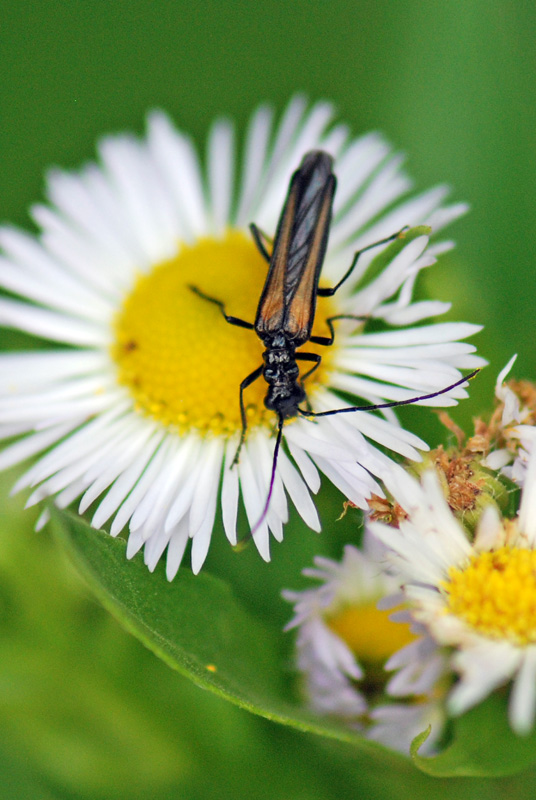 Oedemera femorata?No, O. pthysica